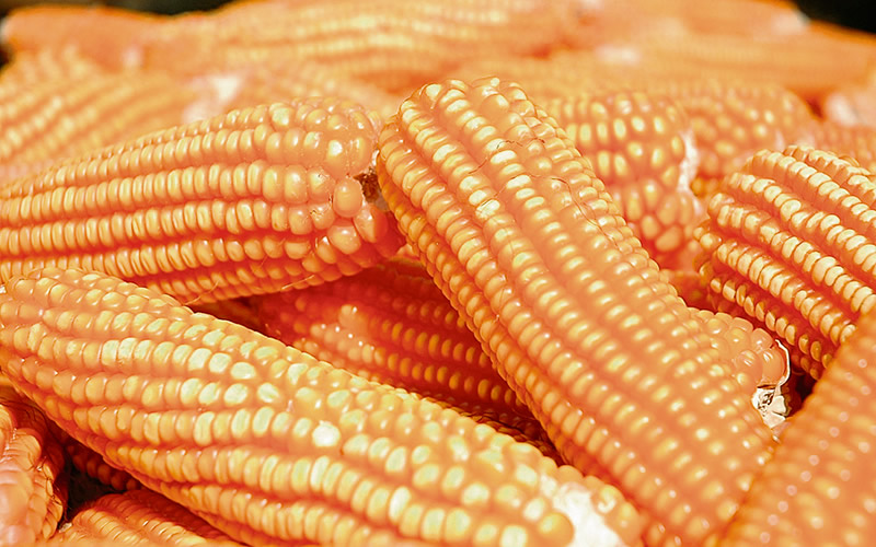 Pedidos do Milho Troca-Troca e solicitação de subsídio de horas máquina inicia dia 10