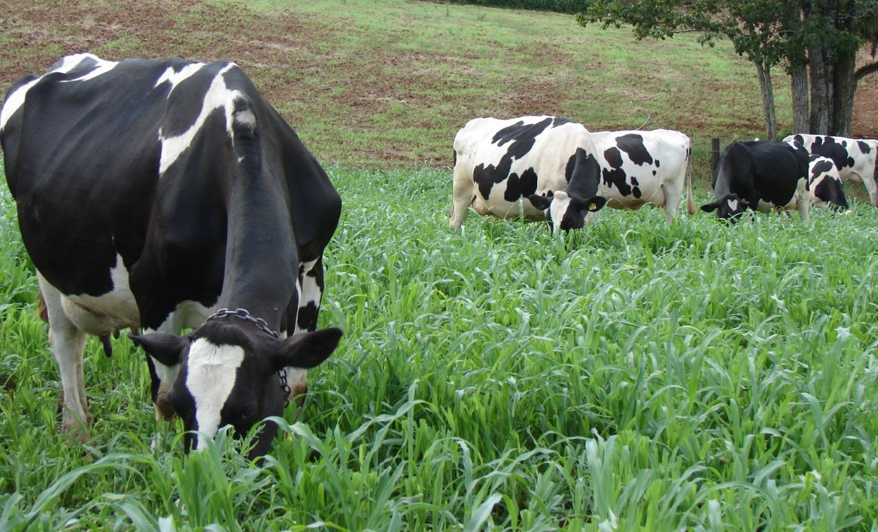 Agricultores já podem se habilitar ao programa de forrageiras