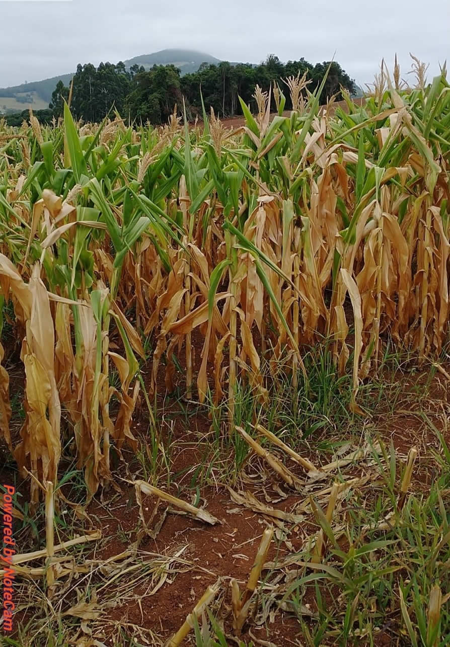 Bruxel assina Decreto de Situação de Emergência