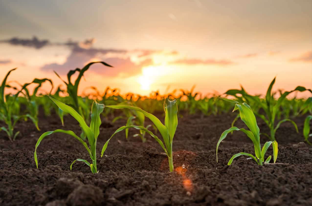 Sicredi Região dos Vales libera R$ 107,1 milhões para custeio nos dois primeiros meses do Plano Safra 2022/2023