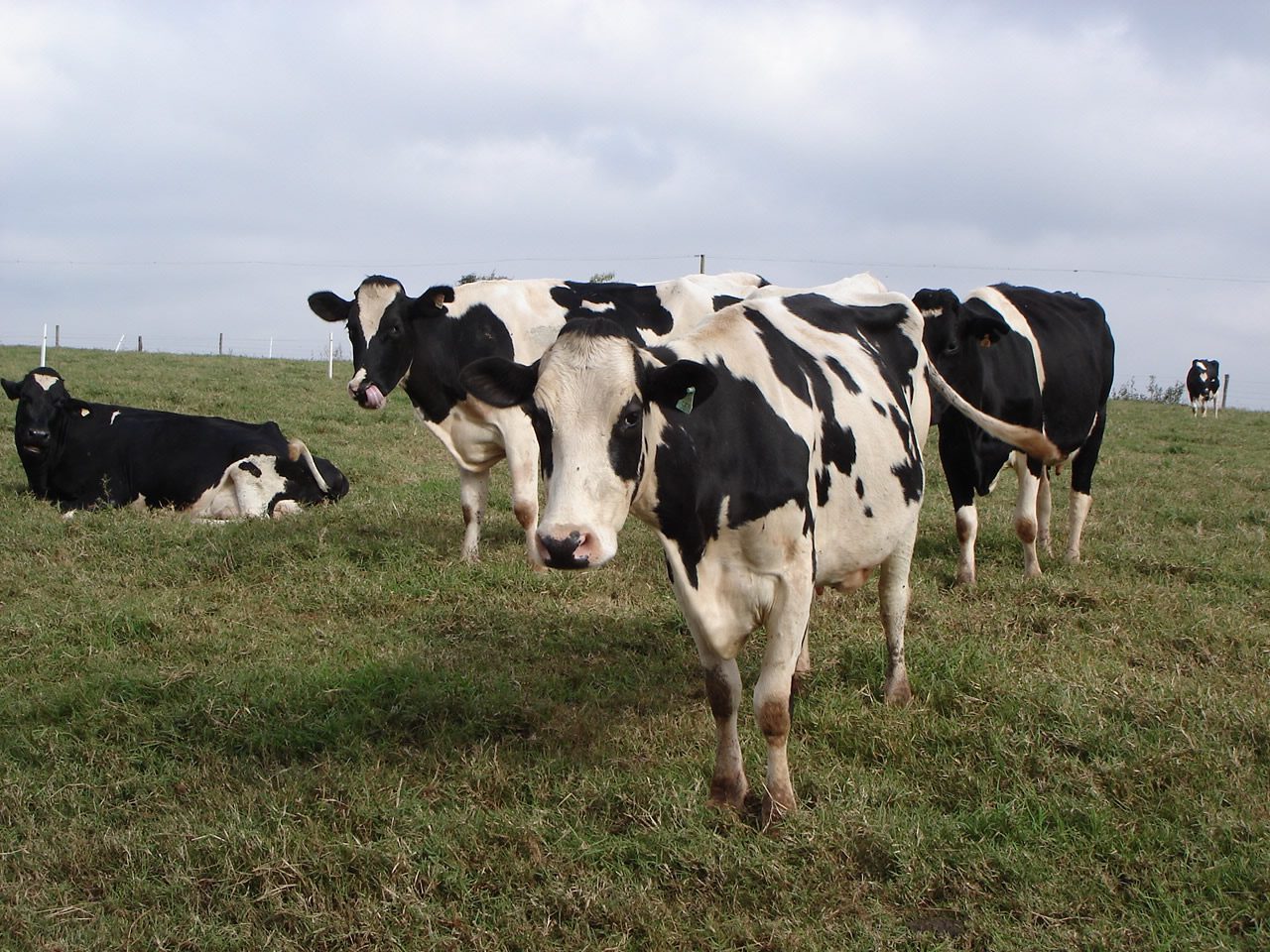 Prazo para declaração de rebanho encerra dia 31 de julho